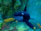 Shamu's Deep Sea Adventures - Microsoft Xbox Game